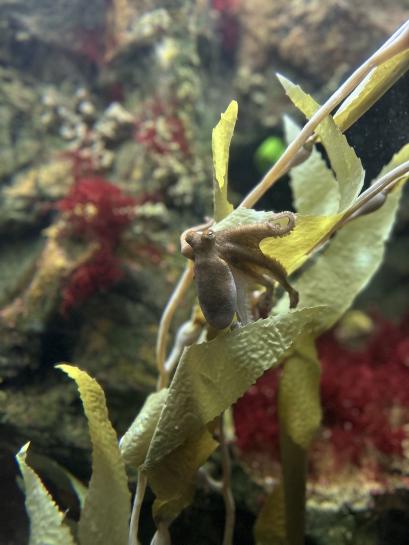 California Two-spot Octopus