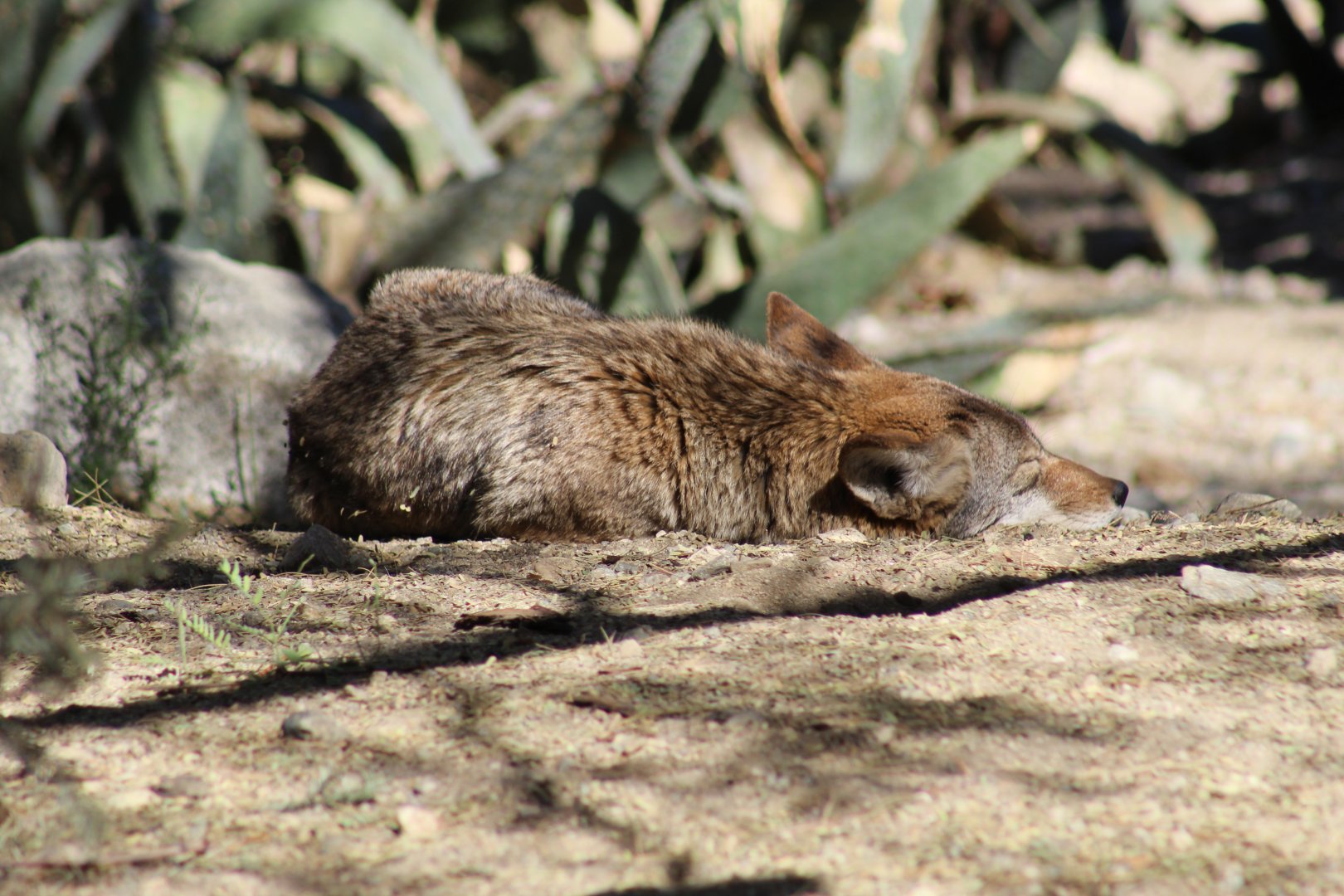 California Valley Coyote