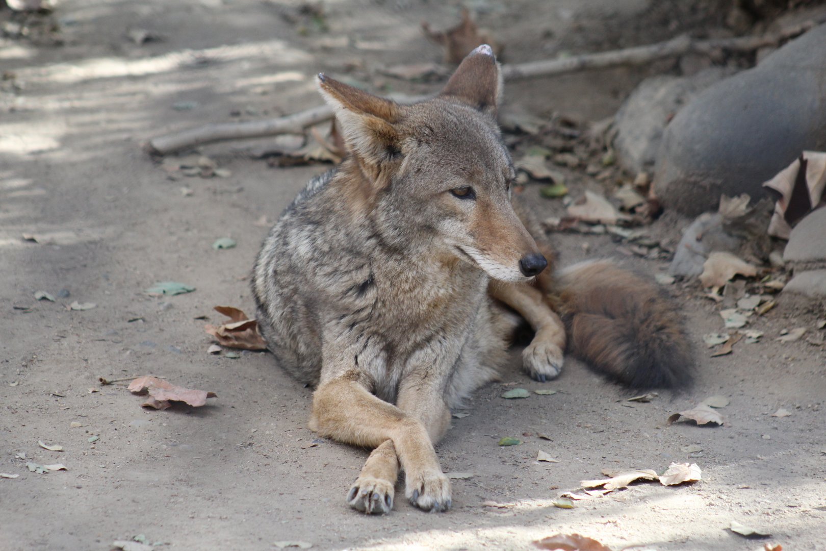California Valley Coyote