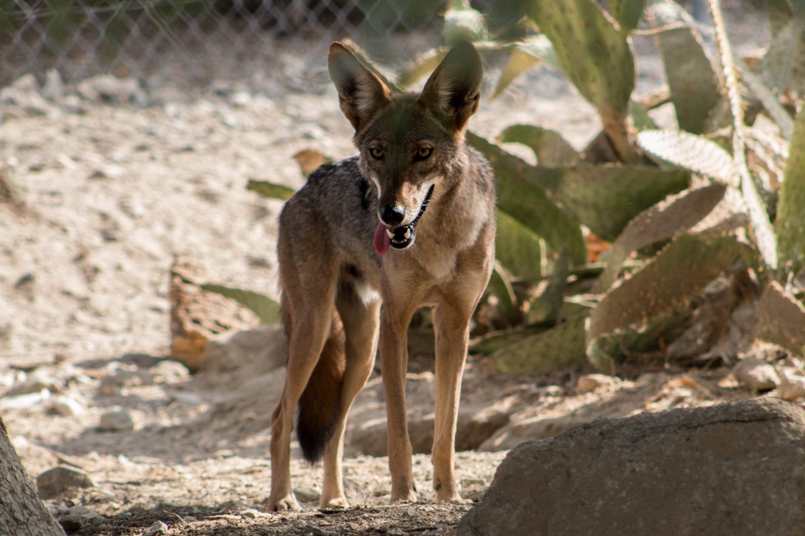 California Valley coyote