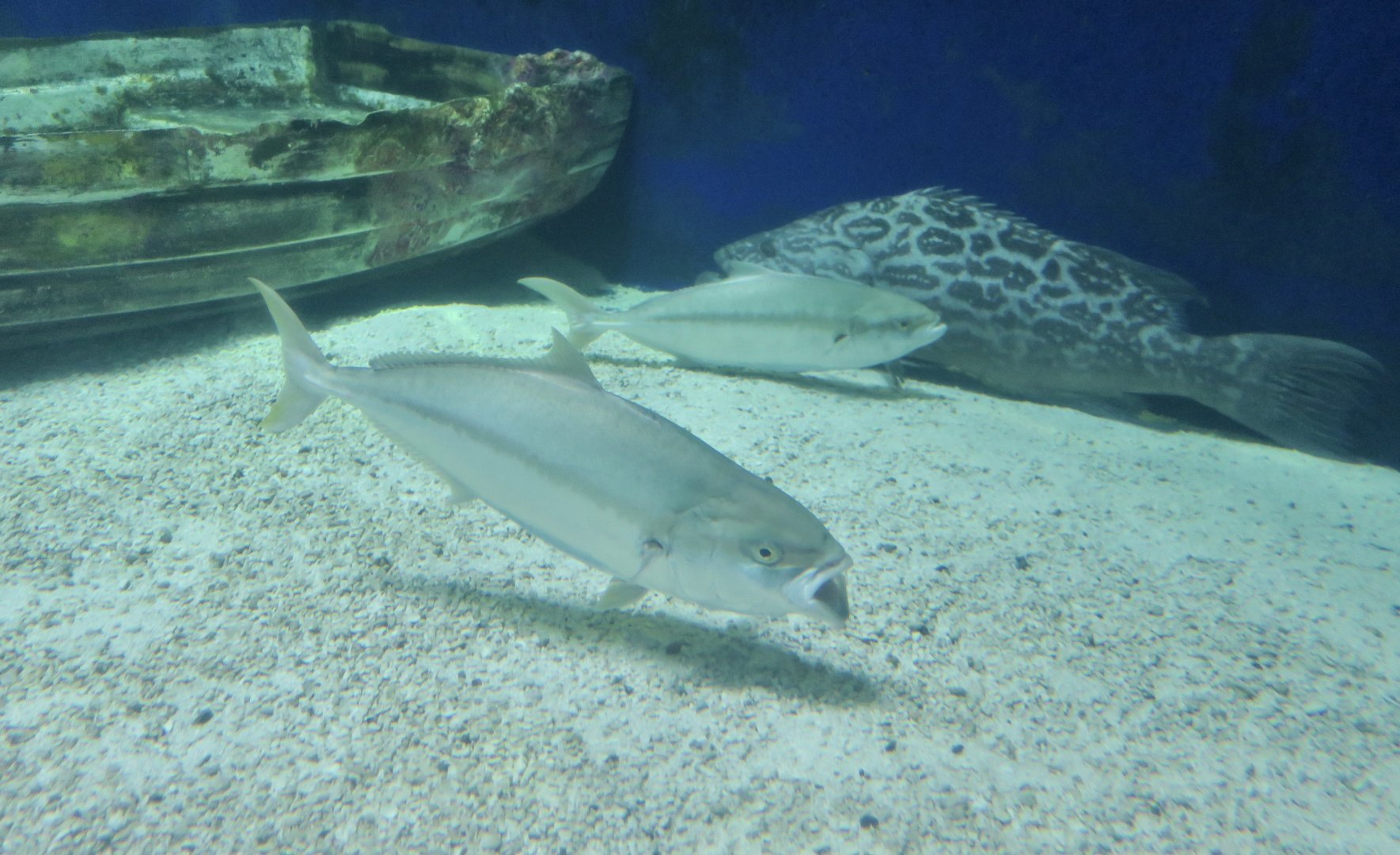 California Yellowtail (Seriola dorsalis)