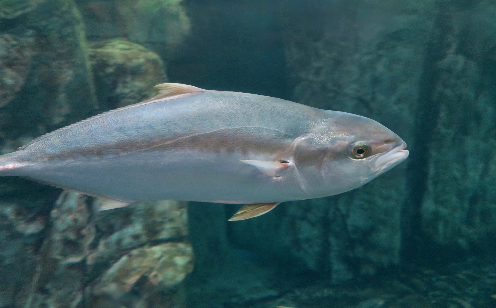 California Yellowtail (Seriola dorsalis)