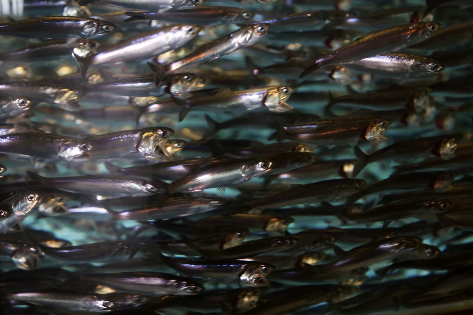 Californian Anchovy (Engraulis mordax)