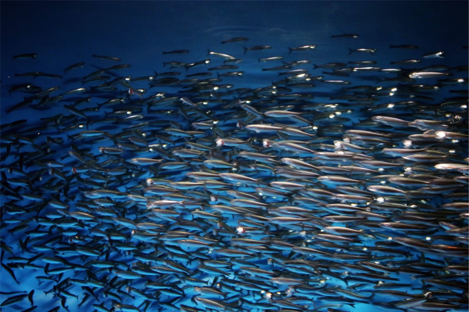 Californian Anchovy School