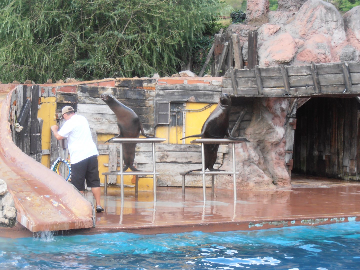 Californian and Patagonian sea lions -Cabarceno (2013)