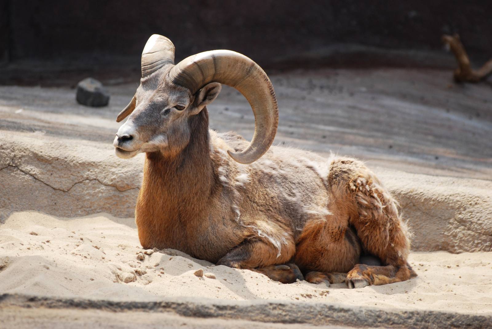 Californian Bighorn Sheep at Burgers Zoo Arnhem, 30/05/12