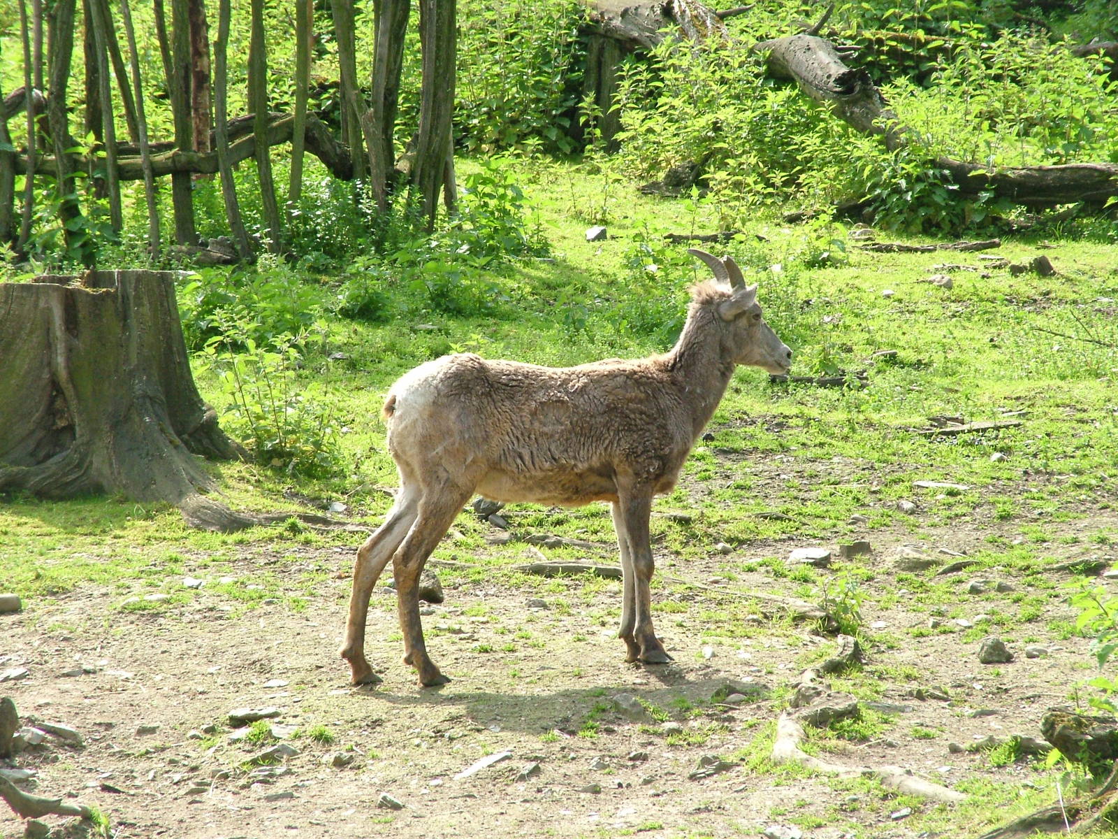 Californian Bighorn Sheep at Prague, 24/05/10