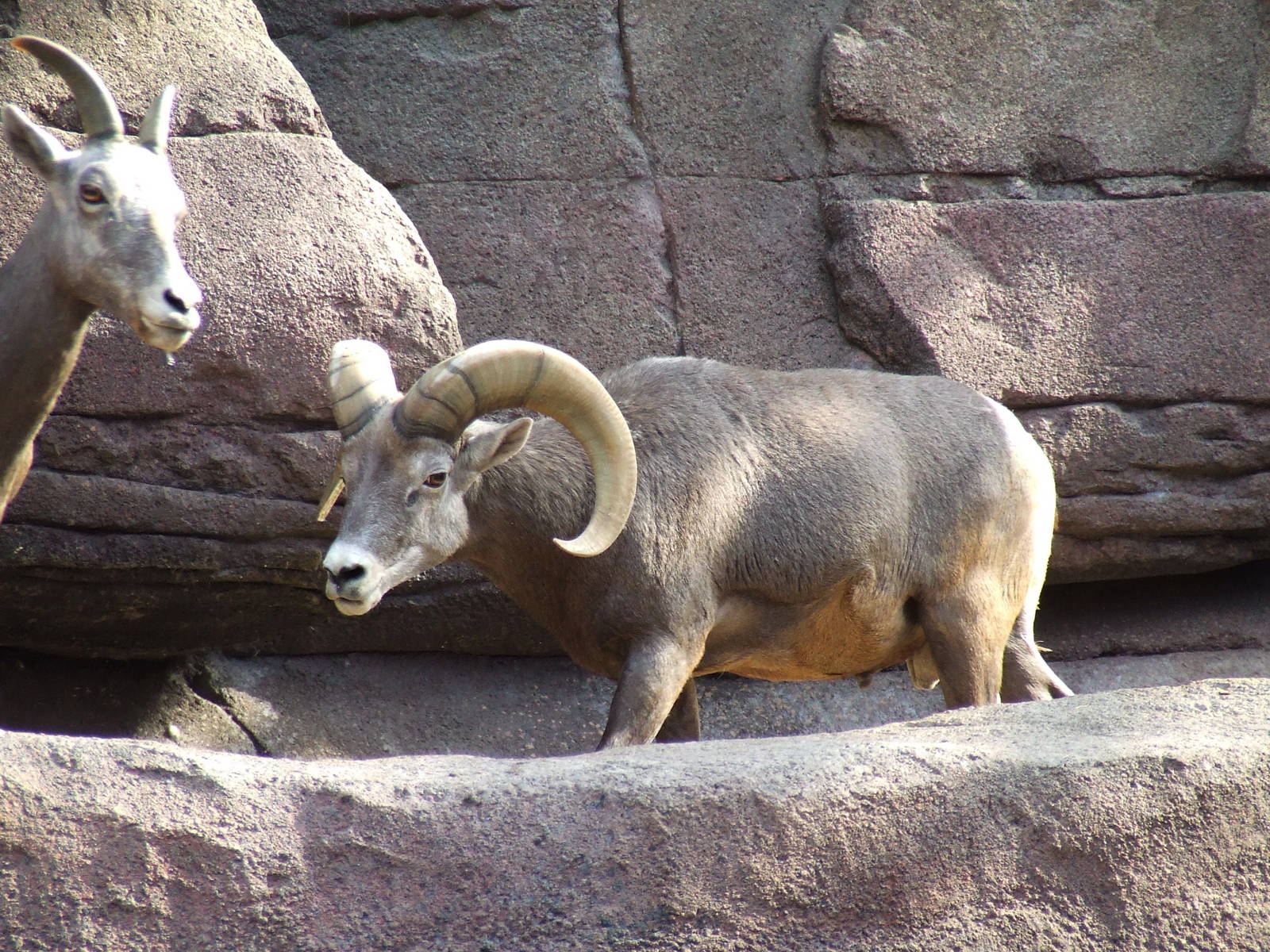 Californian Bighorn Sheep, Burgers Desert