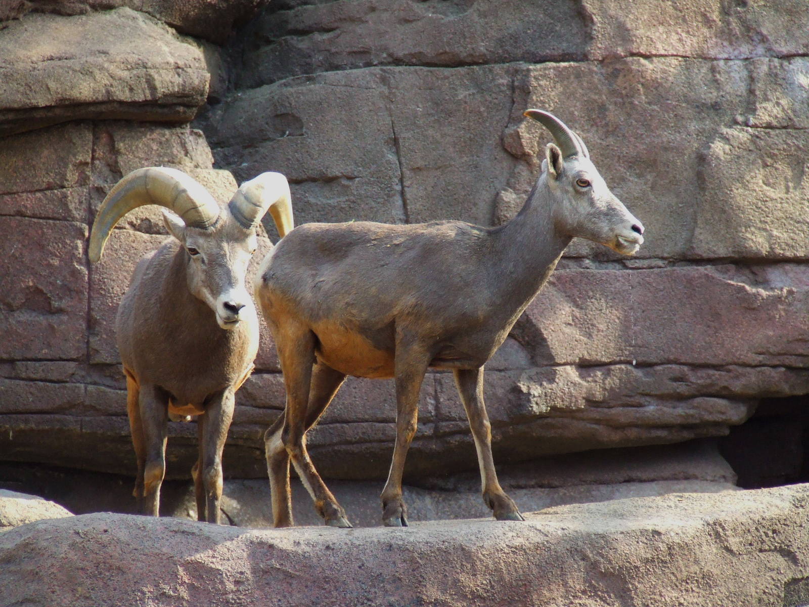 Californian Bighorn Sheep, Burgers Desert