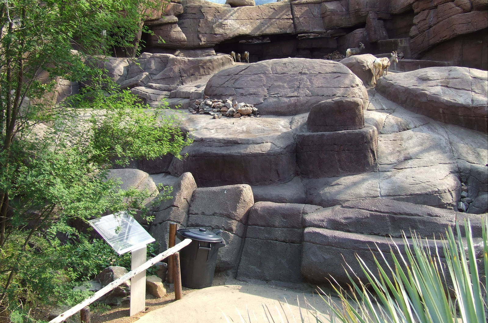 Californian Bighorn Sheep exhibit, Burgers Desert