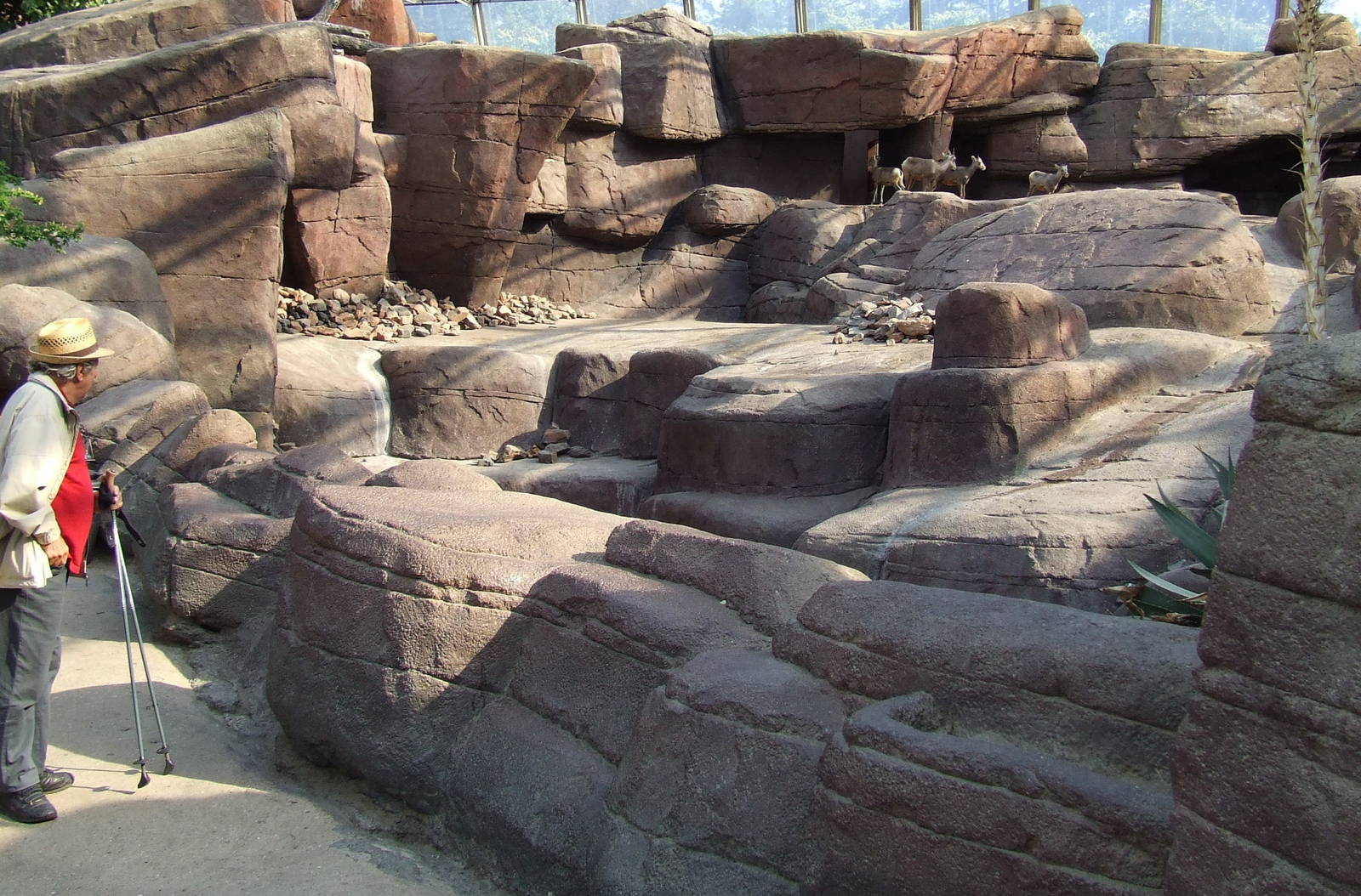 Californian Bighorn Sheep exhibit, Burgers Desert
