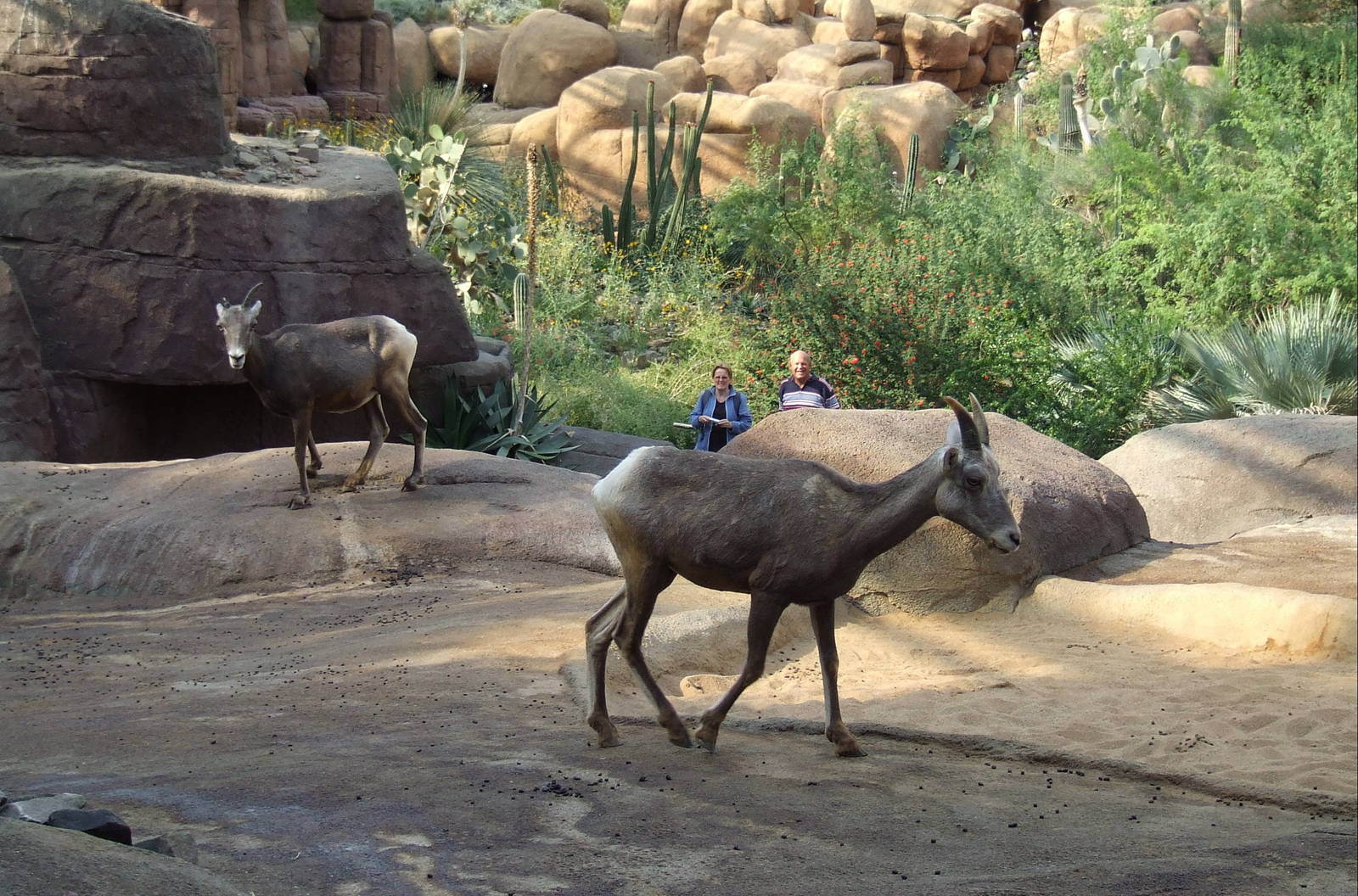 Californian Bighorn Sheep exhibit, Burgers Desert