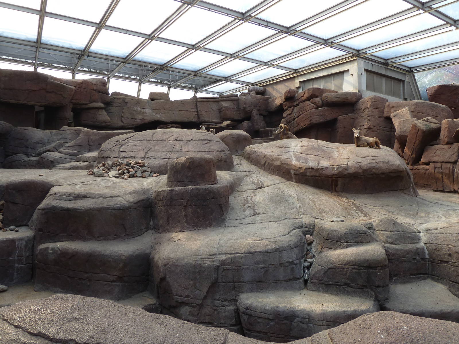 californian bighorn sheep exhibit