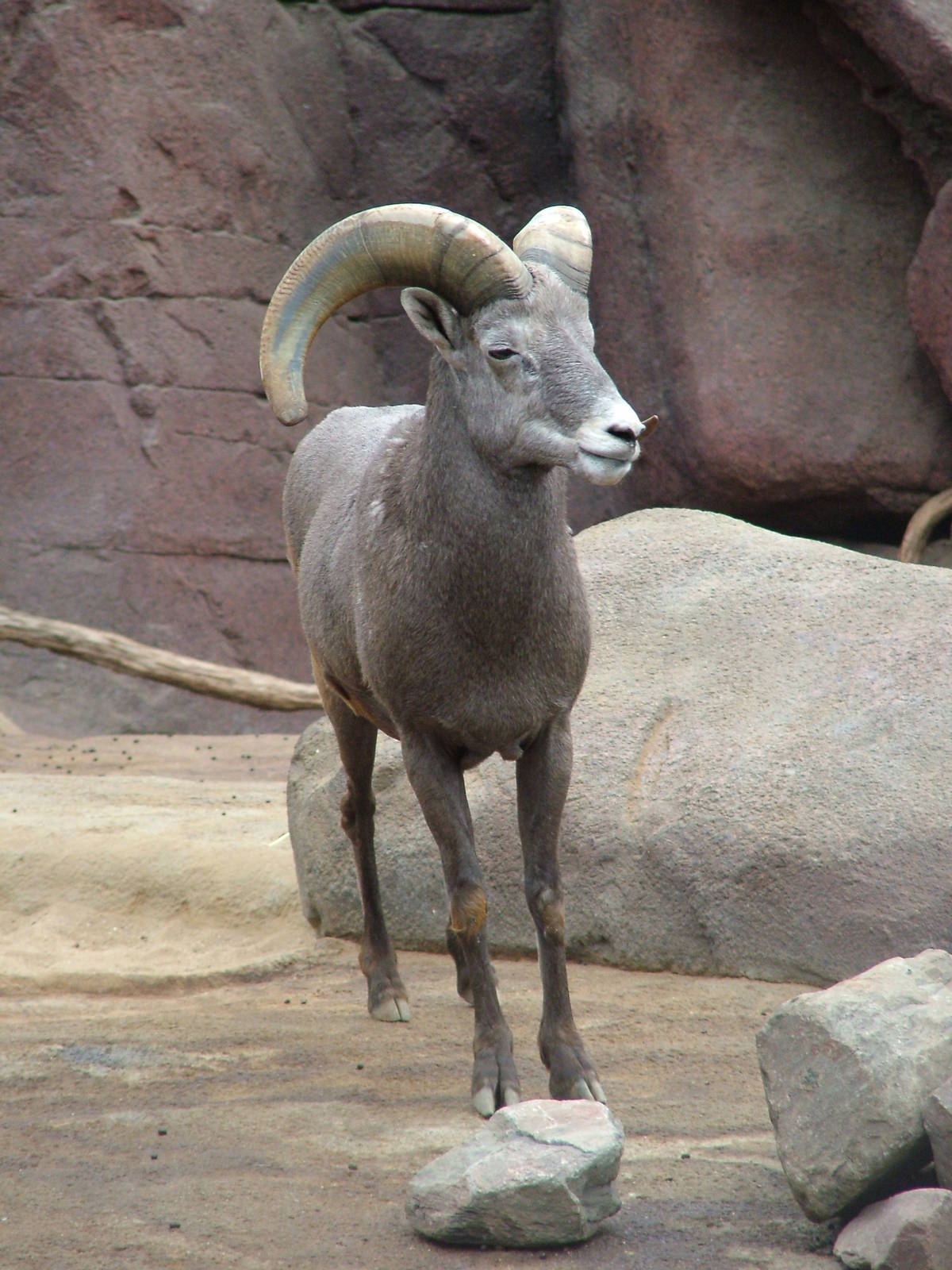 Californian Bighorn Sheep in Burgers Desert at Burgers Zoo Arnhem, 29/08/10