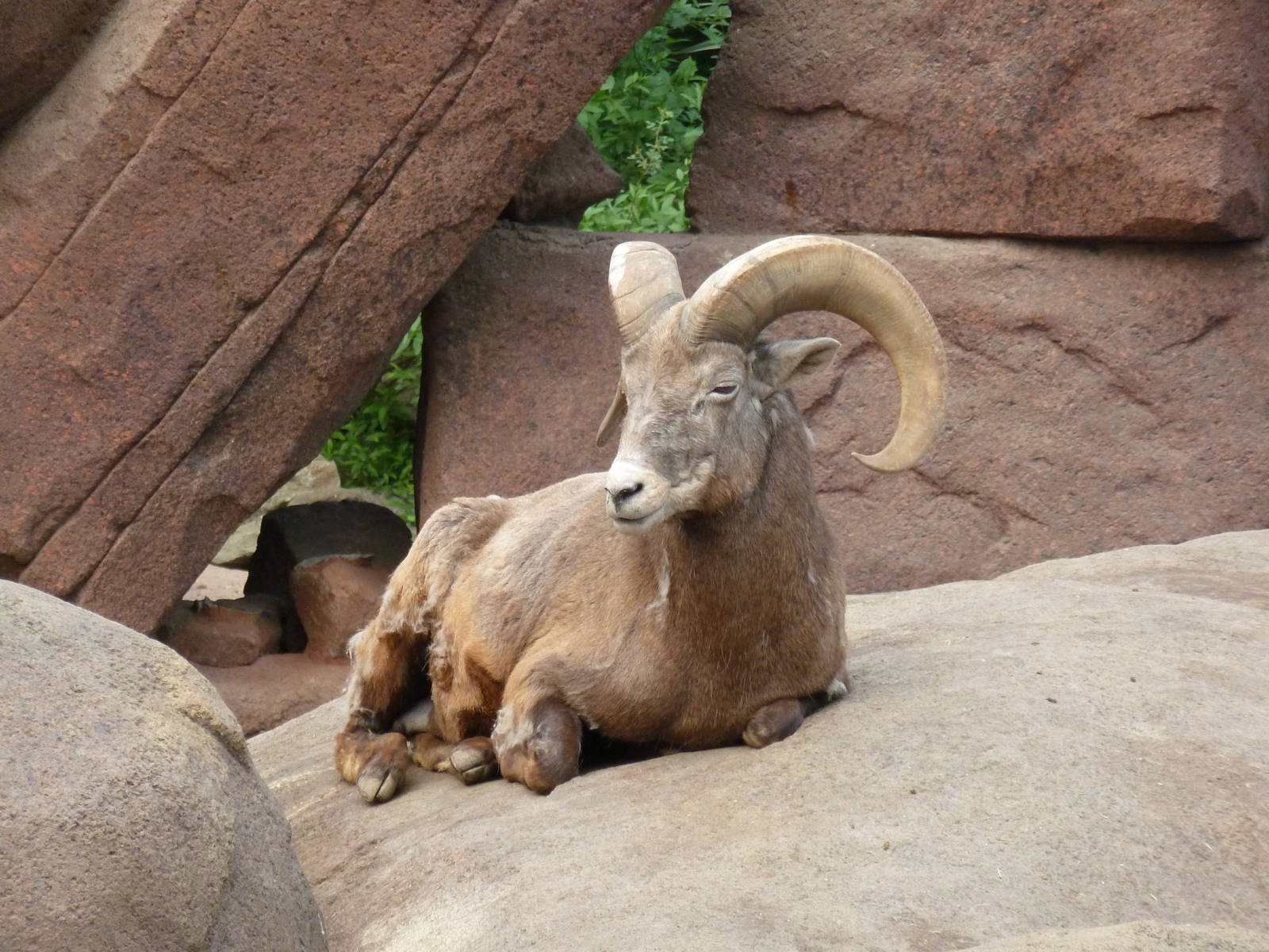 californian bighorn sheep