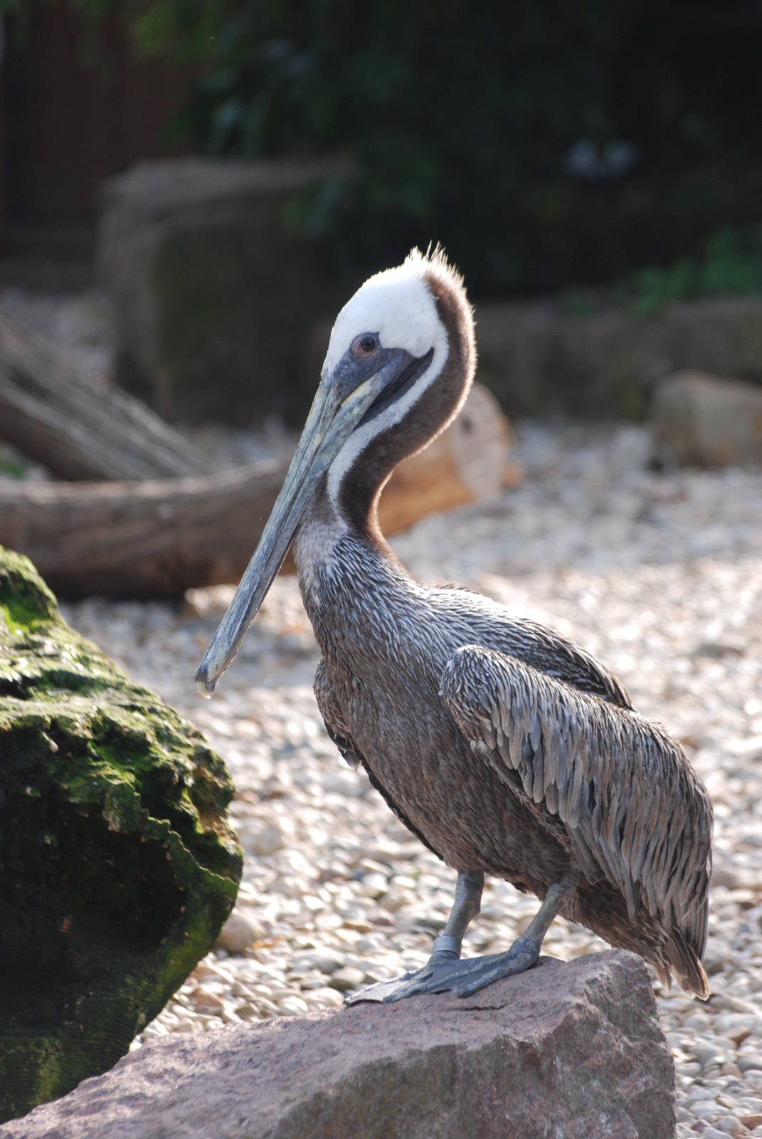 Californian Brown Pelican at Halle, 04/09/11