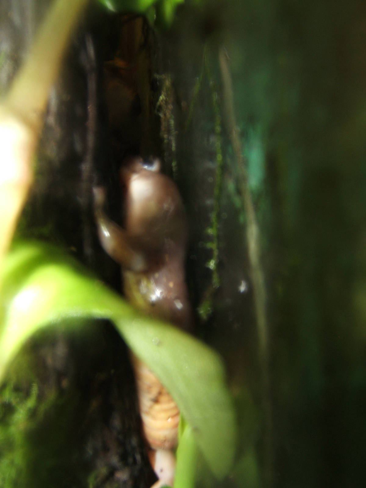 Californian Climbing Salamander