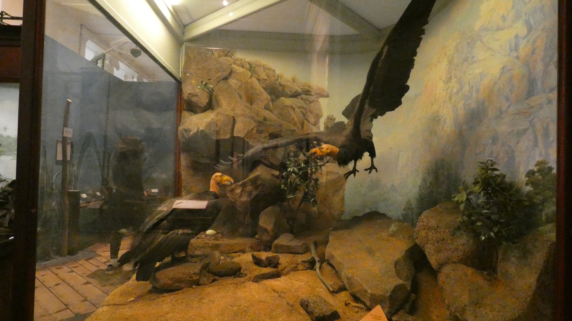 Californian Condor, American Wilderness Display - Feb. 2022