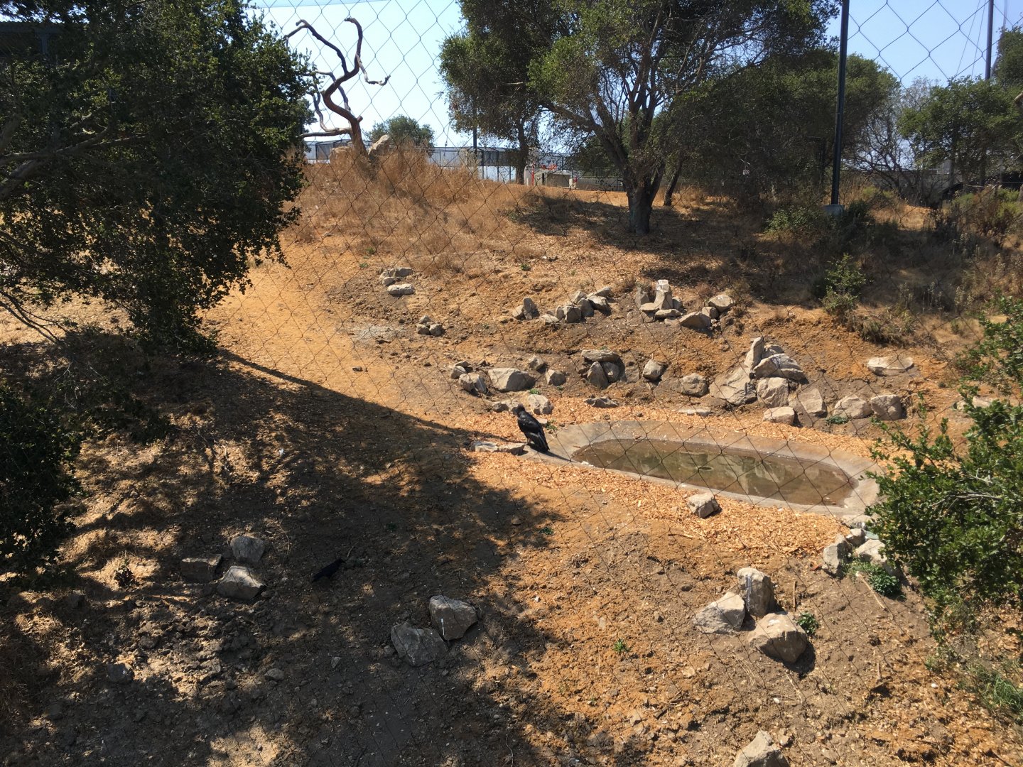 Californian condor exhibit
