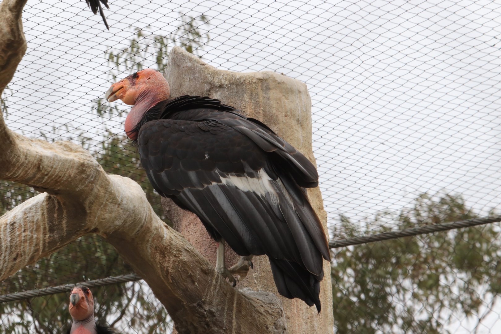 Californian condor (June 2019)