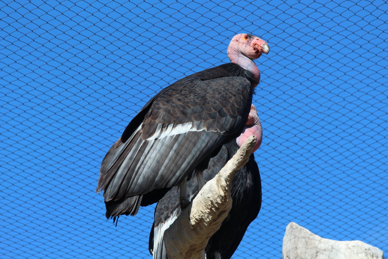 Californian Condor