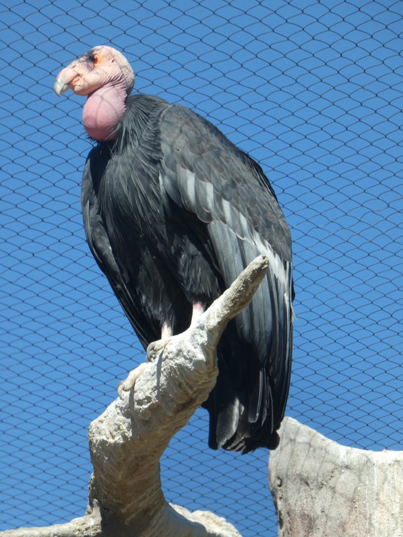 Californian Condor