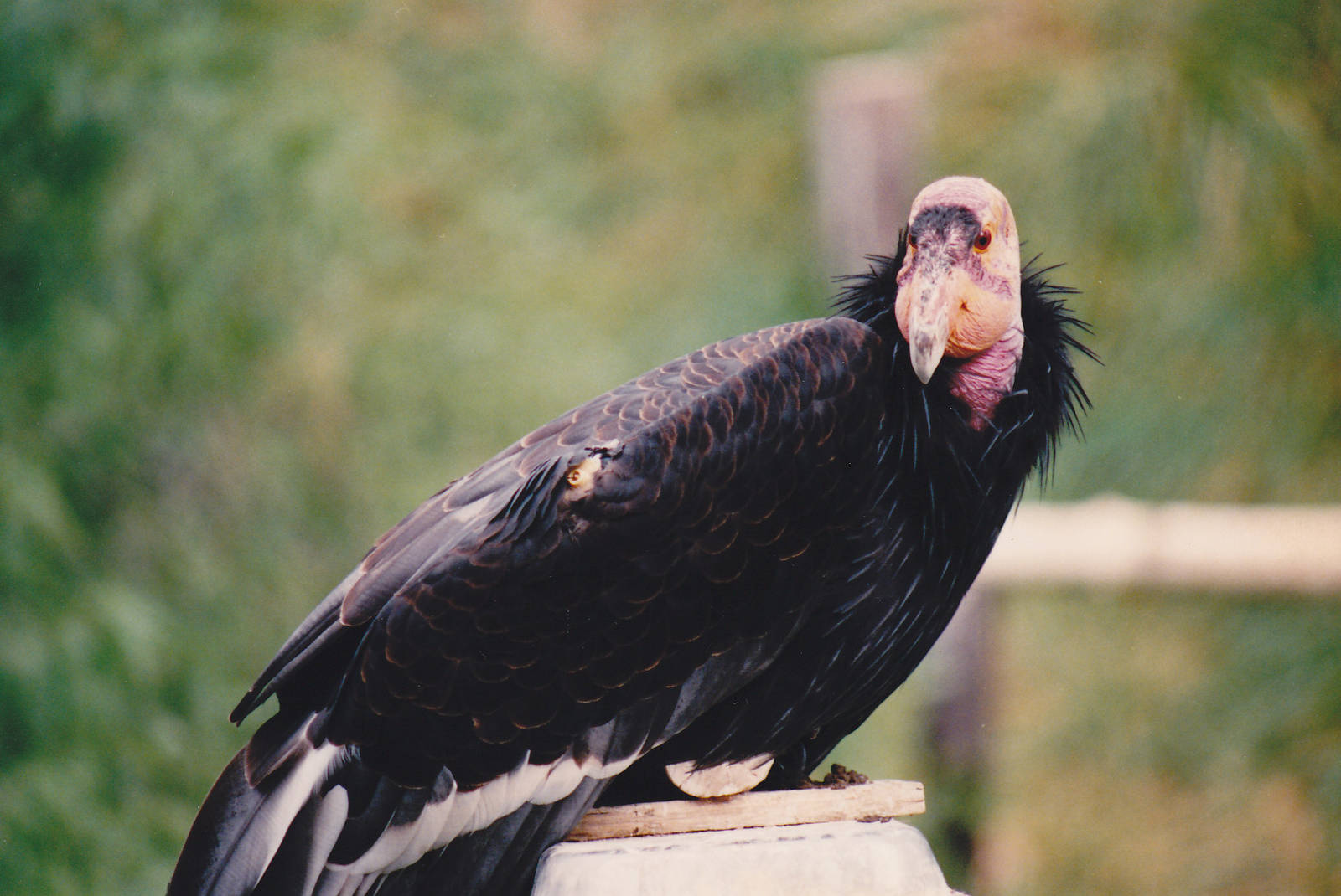 Californian Condor