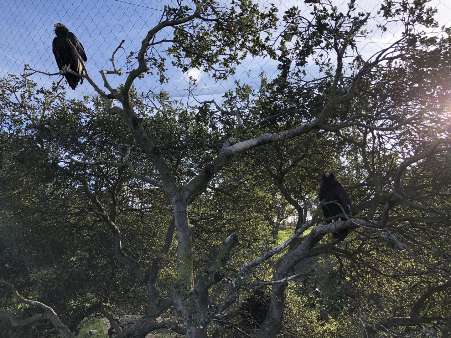 Californian condors