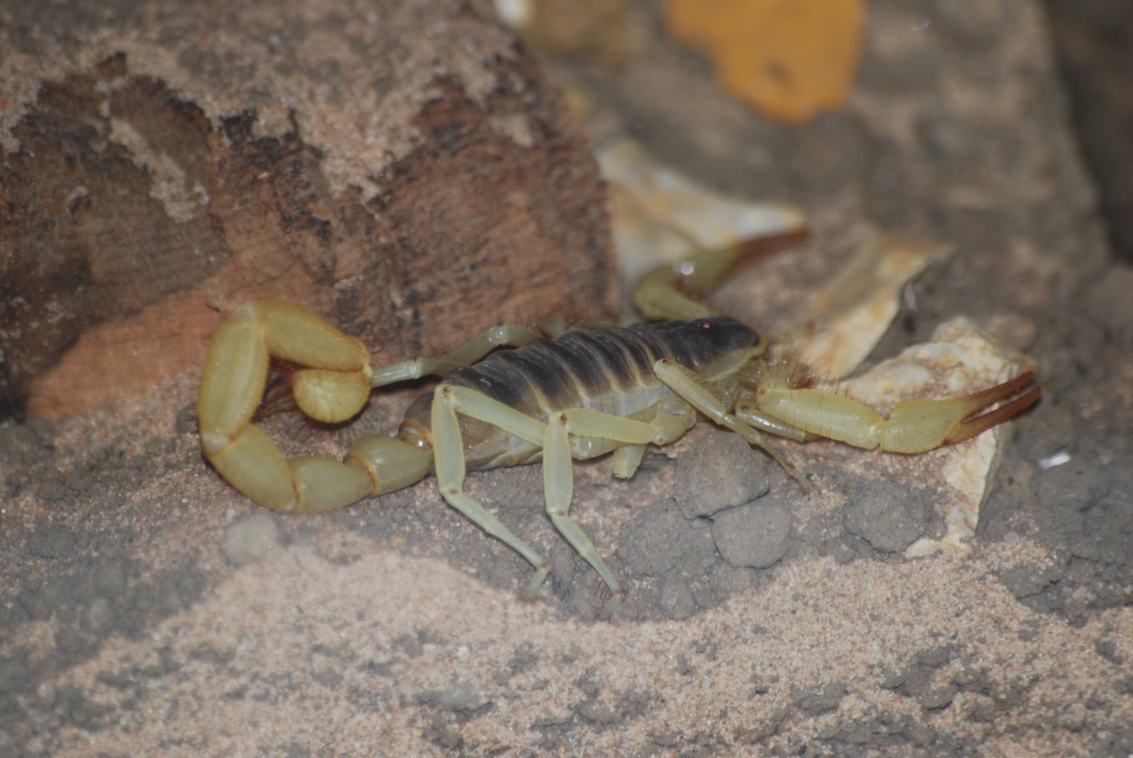 Californian desert hairy scorpion