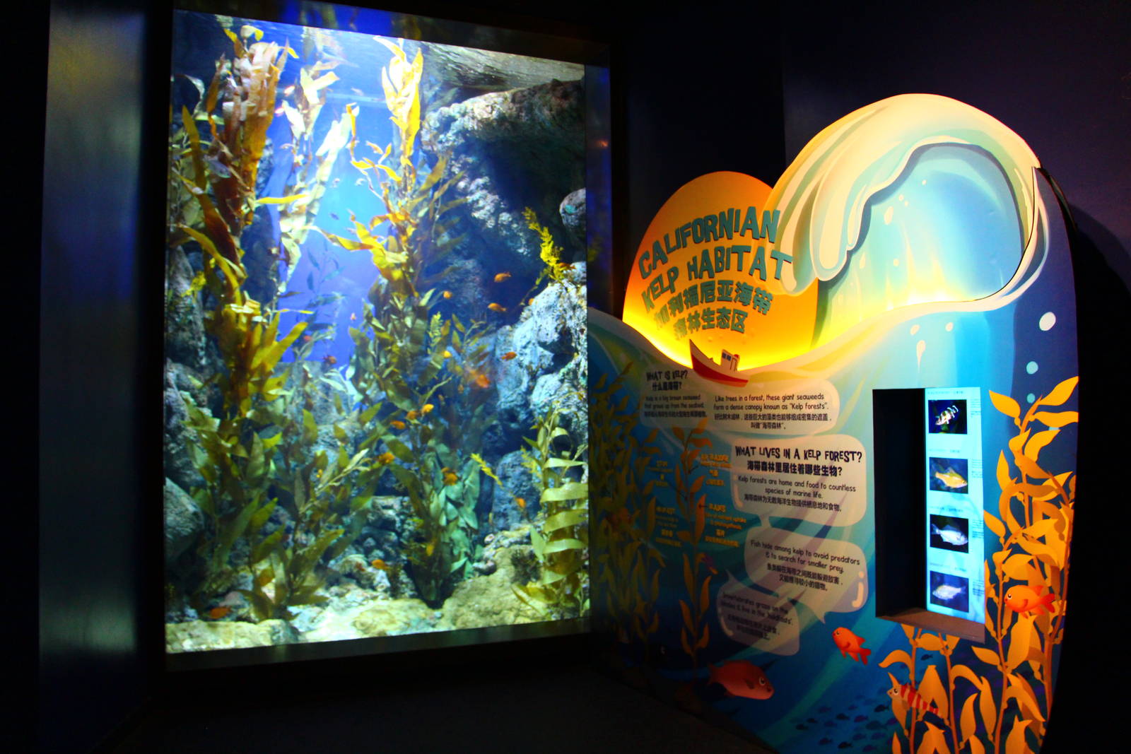Californian Kelp Habitat