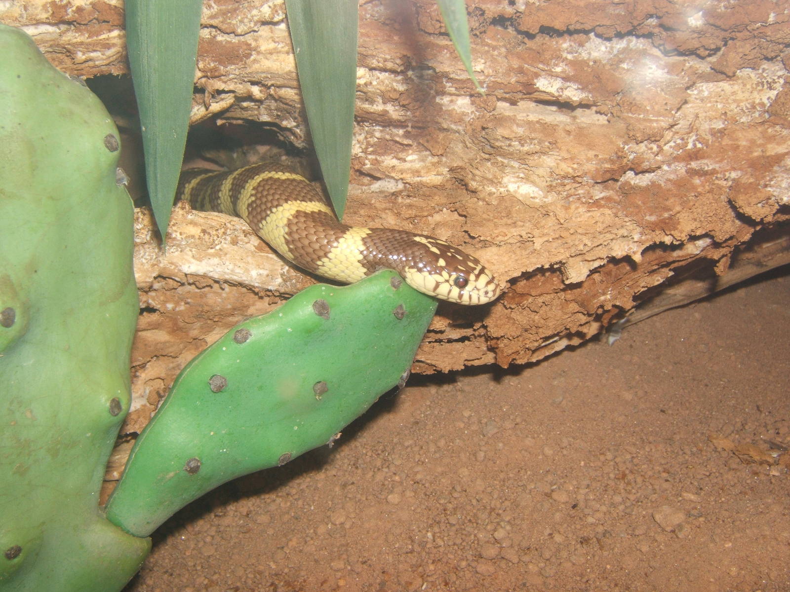 Californian King Snake