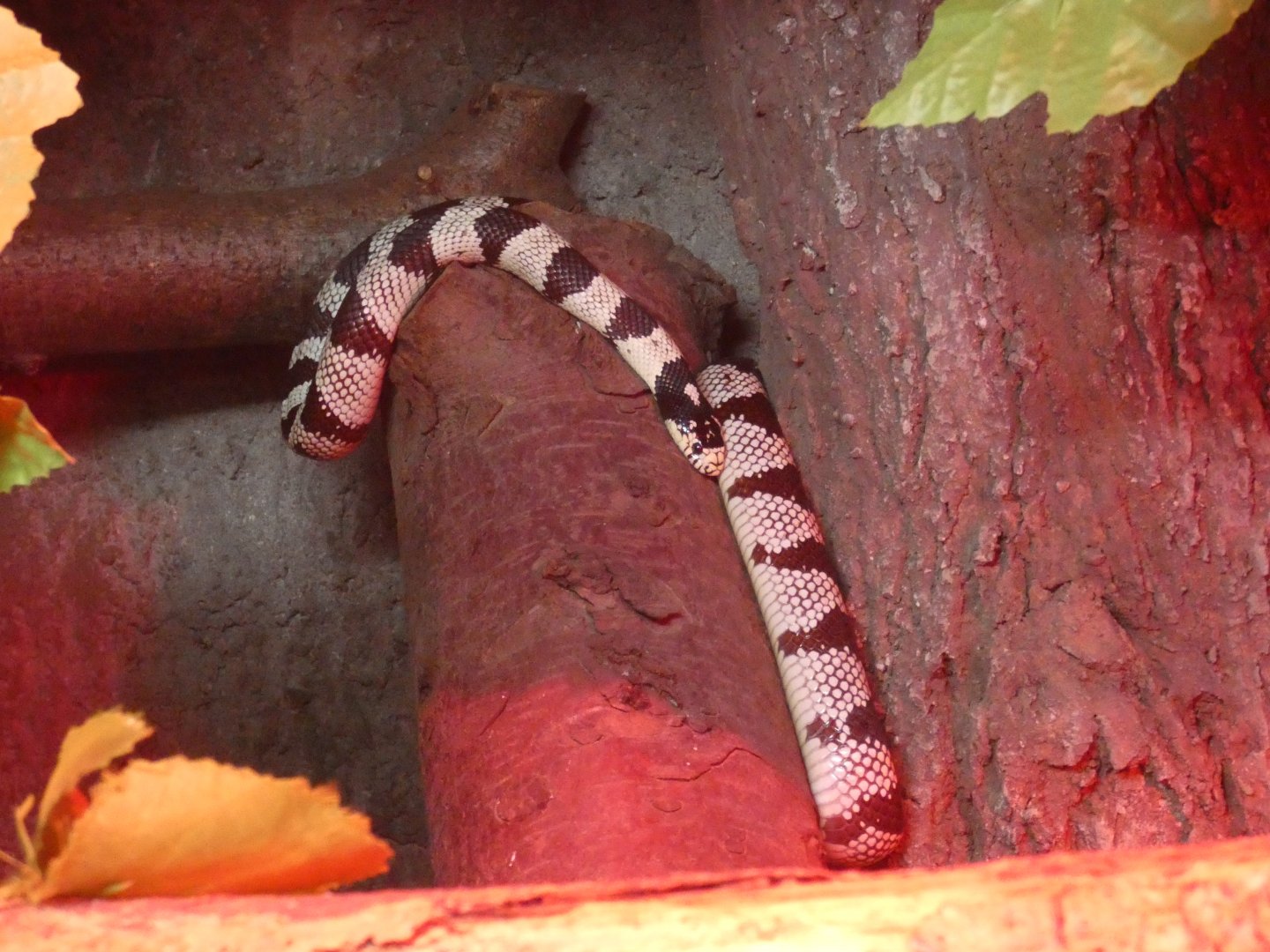 Californian King Snake