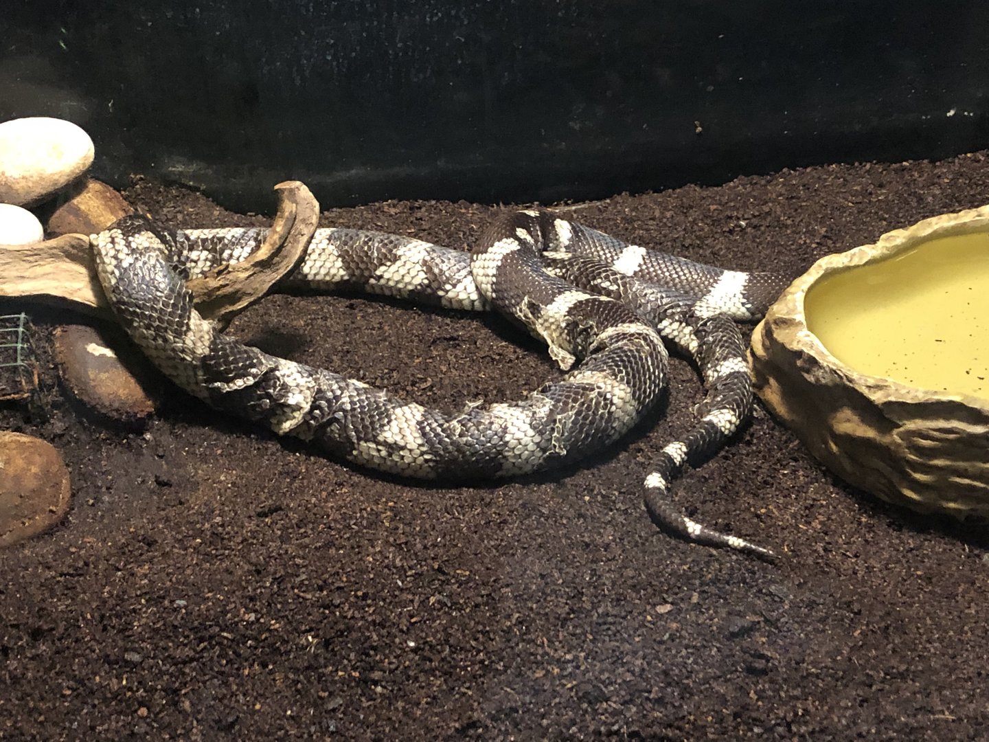 Californian Kingsnake at Aqua Vega