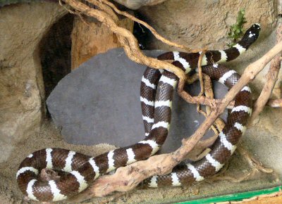 Californian Kingsnake at Tropical Butterfly House