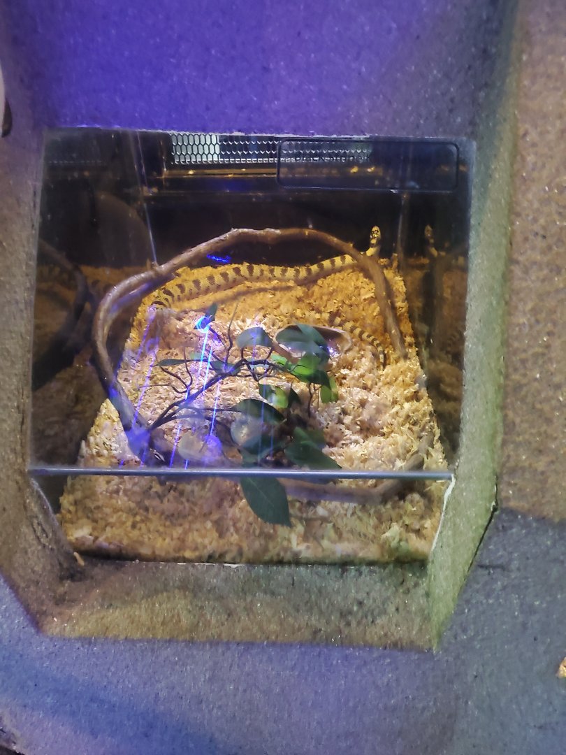Californian Kingsnake exhibit