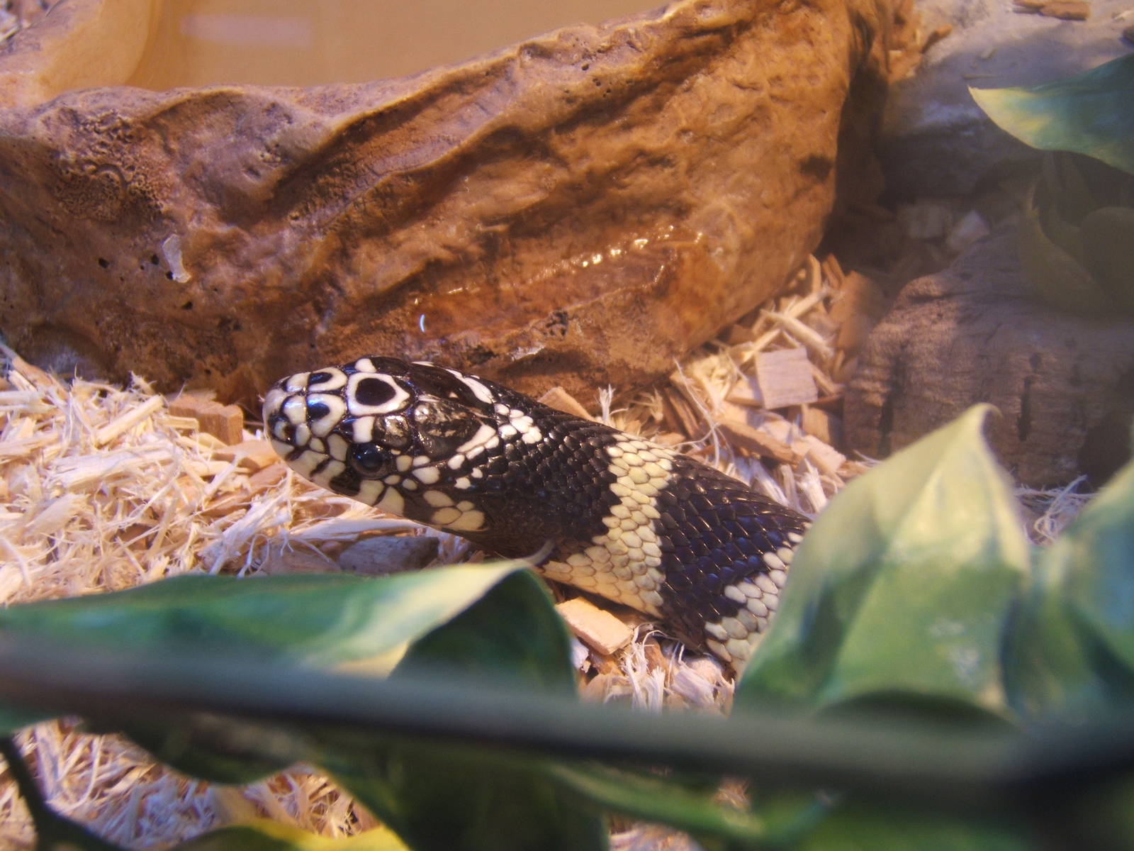 Californian Kingsnake