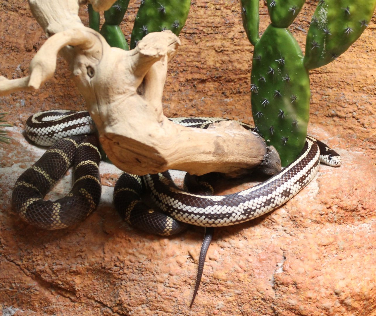Californian kingsnake