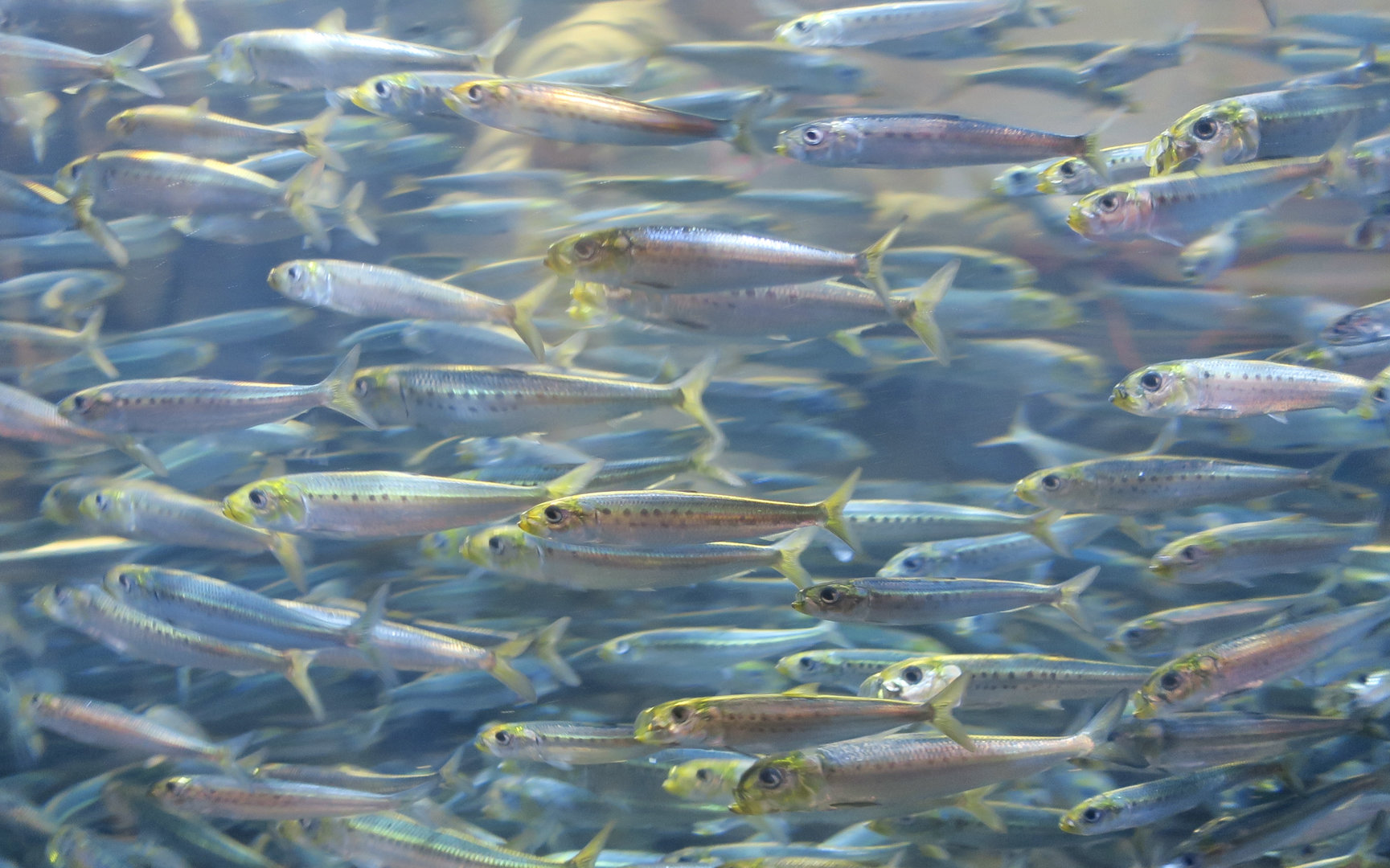 Californian Pilchard (Sardinops sagax caeruleus)