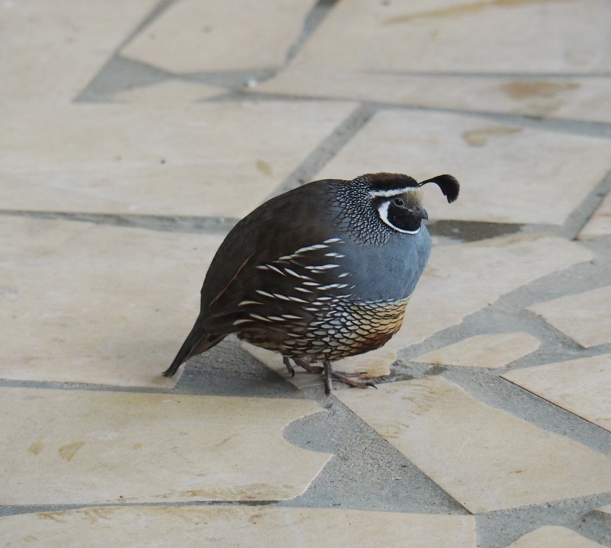 Californian quail (Callipepla californica), 2021-06-15