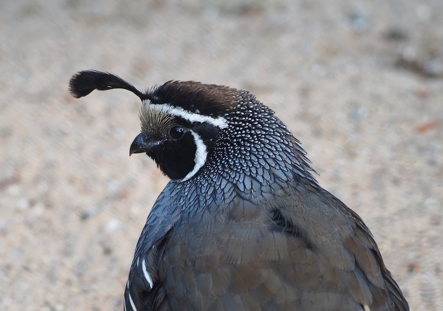 Californian quail (Callipepla californica), 2022-09-04