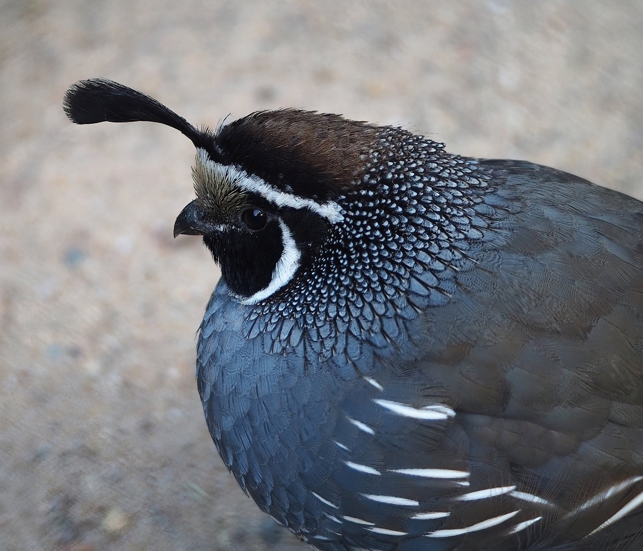 Californian quail (Callipepla californica), 2022-09-04