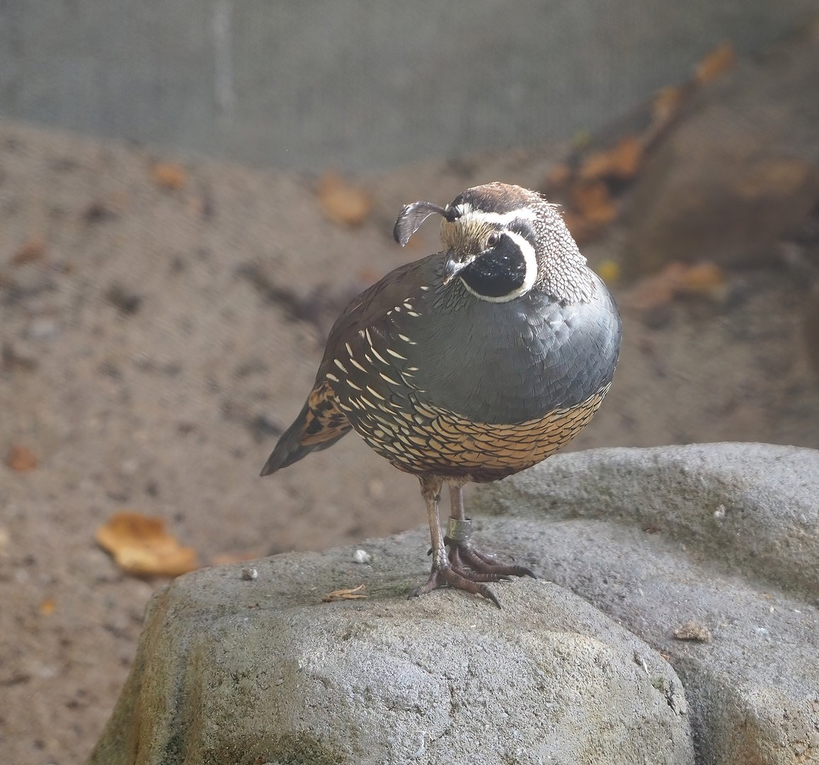 Californian quail (Callipepla californica), 2022-10-29
