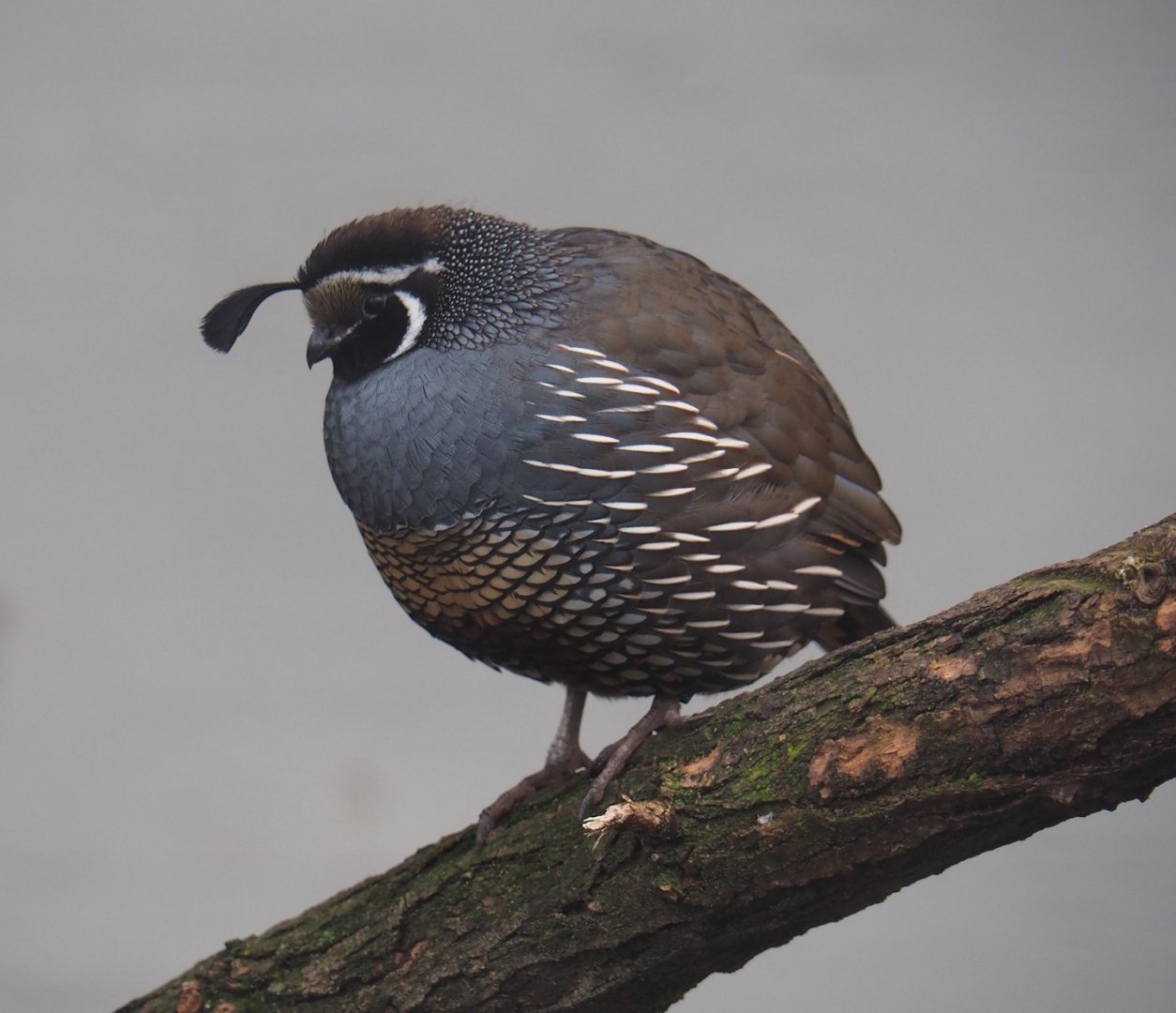 Californian quail (Callipepla californica), 2024-02-17