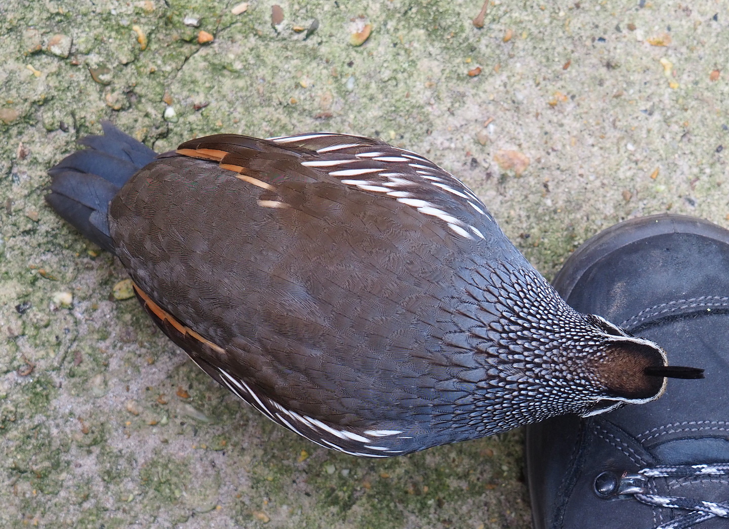 Californian quail (Callipepla californica), pecking at my boots, 2021-06-15