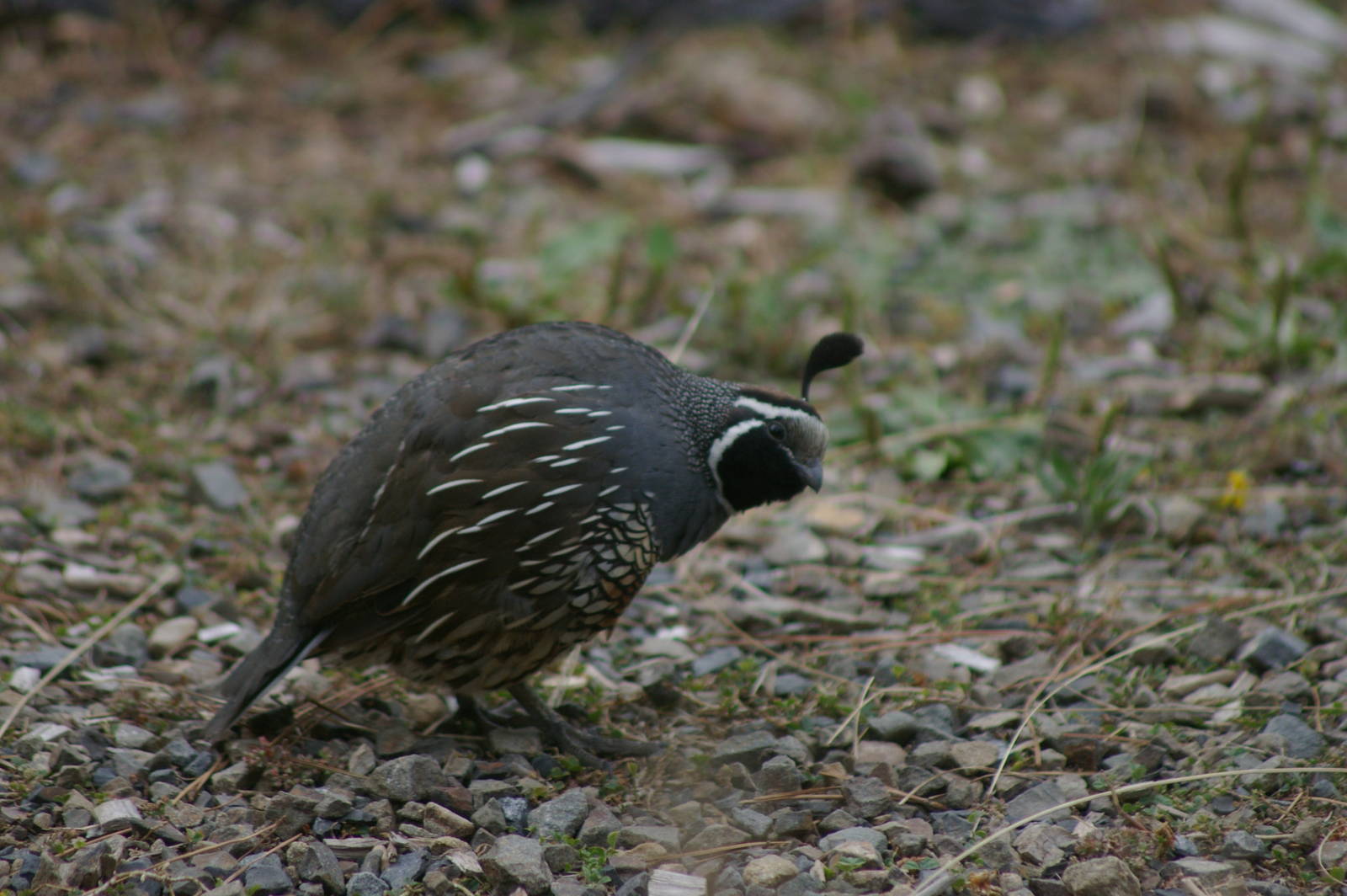 Californian quail (Callipepla californica)
