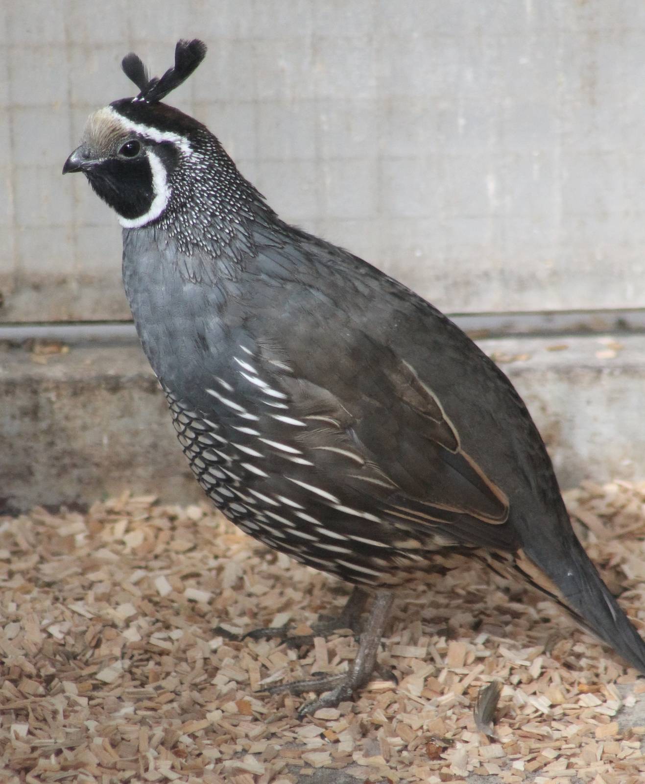 Californian quail