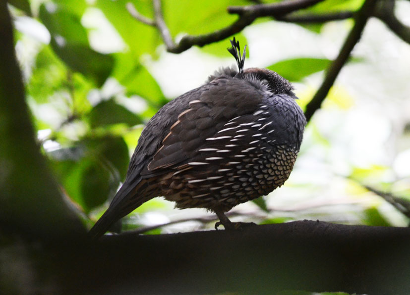 CALIFORNIAN QUAIL