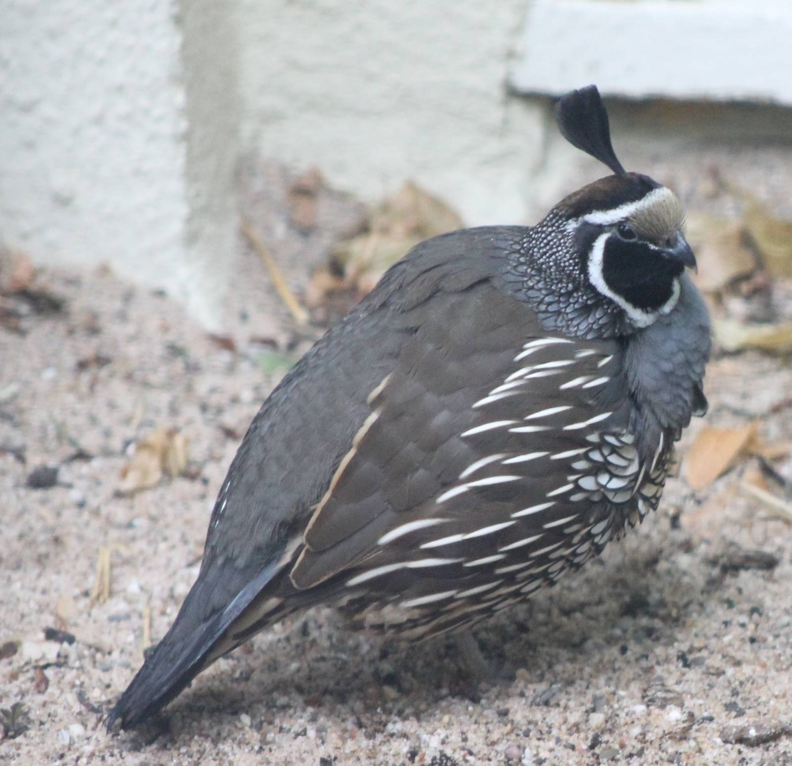 Californian quail