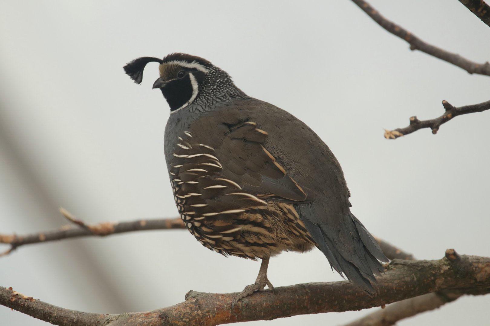 Californian quail