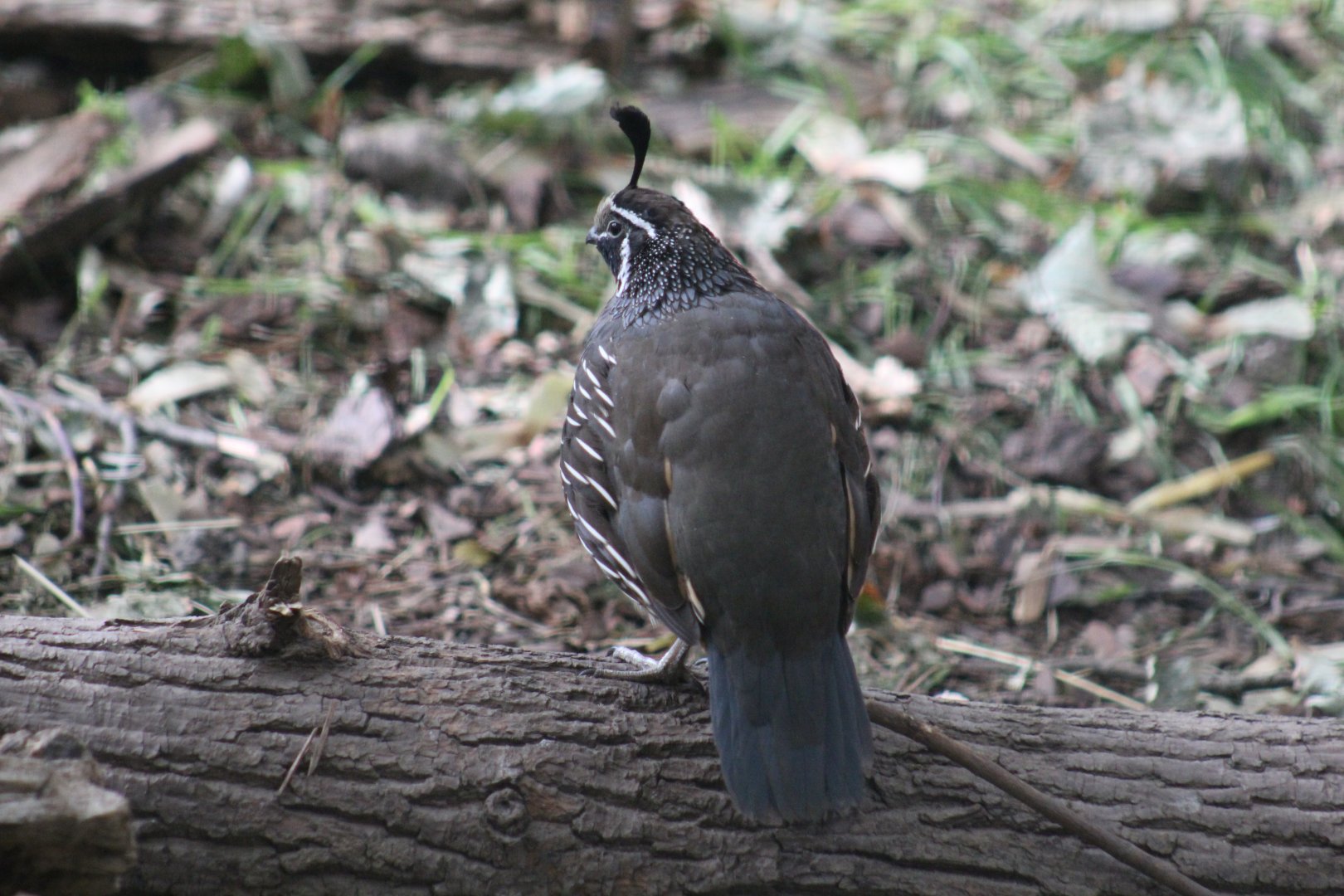 Californian Quail